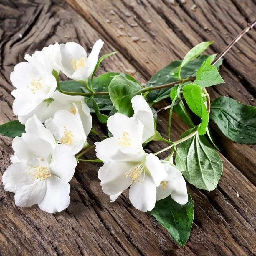 Himalayan Cedar & Jasmine Wax Melts