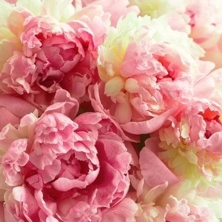 Peony & Blush Suede Wax Melts